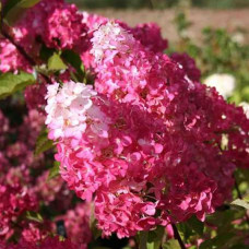 Гортензия Fraise Melba 1,5 л Гортензия Fraise Melba 1,5 л