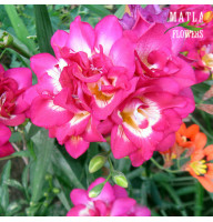 Фрезія Double pink