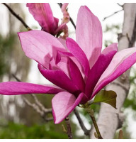 Магнолия 3-х летняя Galaxy в горшке