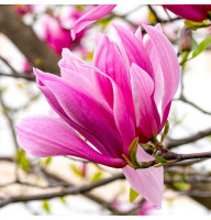 Магнолия 5-ти летняя Galaxy в горшке