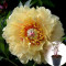 Пион в горшке Garden Treasure