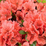 Азалія 3-х річна japonica Geisha Orange в горщику