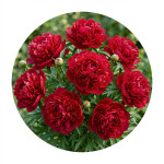 Пион лекарственный (15)