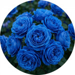 Сині троянди (20)