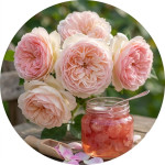 Чайні троянди для варення (209)