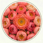 Півонії коралові (13)