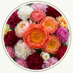 Півонії Голландські (120)