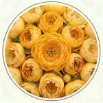 Жовті півонії (16)