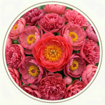 Рожеві півонії (36)