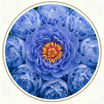 Півонії сині (4)