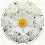 Півонії білі (20)