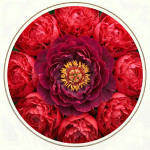 Червоні півонії (27)