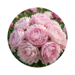 Пионы травянистые (120)