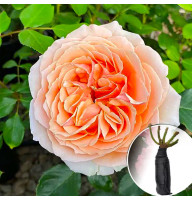 Троянда Genevieve Orsi (Женев'єв Орсі)