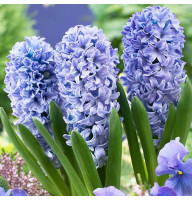 Гіацинт Delft Blue 14/15