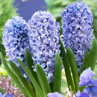 Гіацинт Delft Blue 14/15