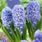 Гіацинт Delft Blue 14/15