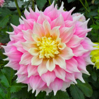 Жоржина Gitts Perfection