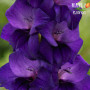 Луковицы Гладиолус Purple Flora