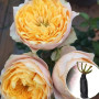 Роза штамбовая Gold Vuvuzela (Голд Вувузела)