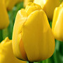 Тюльпан Golden Apeldoorn (Золотий Апелдорн)