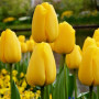 Тюльпан Golden Apeldoorn (Золотий Апелдорн)