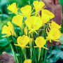 Нарцис Golden Bells Hybrid (Голден Беллс Гібрид)