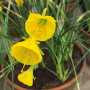 Нарцис Golden Bells Hybrid (Голден Беллс Гібрид)