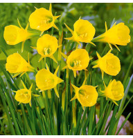 Нарцис Golden Bells Hybrid