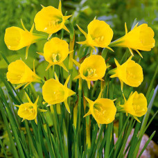 Нарцис Golden Bells Hybrid (Голден Беллс Гібрид)