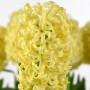 Гіацинт Golden Crown