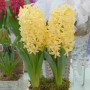 Гіацинт Golden Crown