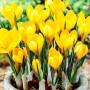 Крокуси Golden Yellow