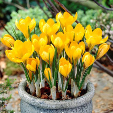 Крокуси Golden Yellow