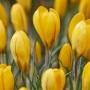 Крокуси Golden Yellow
