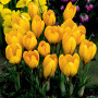 Крокуси Golden Yellow
