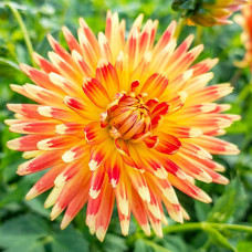 Жоржина Gudoshnik