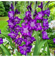 Гладиолус Hallowy