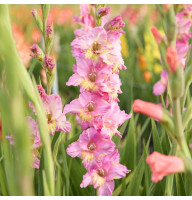 Гладиолус Happy Disco