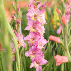 Гладіолус Happy Disco