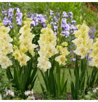 Гладиолус Happy Touch