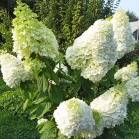 Гортензія Hercules 3 л