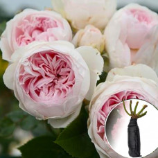 Троянда Herzogin Christiana