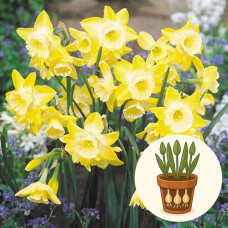 Нарцис Hillstar в горщику 3 шт