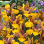 Ірис Hollandica Bronze Riviera
