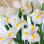 Ірис Hollandica White Magic