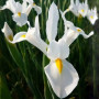 Ірис Hollandica White Magic