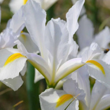Ірис Hollandica White Magic