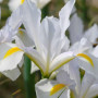 Ірис Hollandica White Magic
