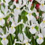 Ірис Hollandica White van Vliet